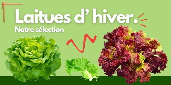 Laitue d'hiver : notre s&eacute;lection